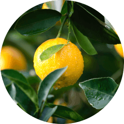 Vitamín C